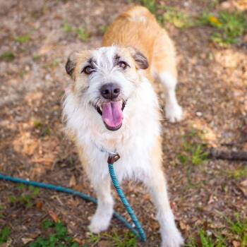 Wirehaired Terrier and Foxhound Dogs Available for Adoption - Wendy | PetCurious