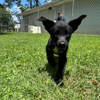 Chip -  Husky and Mixed Breed Dog for Adoption in Roxboro, North Carolina - Chip | PetCurious