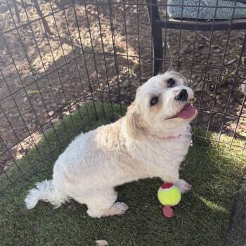 Daisy -  Maltese and Miniature Poodle Dog for Adoption in Phoenix, Arizona - Daisy | PetCurious