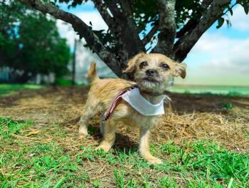 Louie -  Chihuahua and Shih Tzu Dog for Adoption in Macon, Georgia - Louie | PetCurious