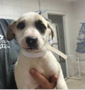 Mixed Breed Dogs Available for Adoption in West Chester, Pennsylvania - Gasolina | PetCurious