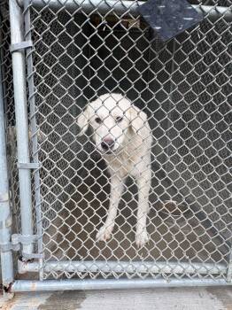 Nona -  Great Pyrenees and Golden Retriever Dog for Adoption in Aurora, Indiana - Nona | PetCurious