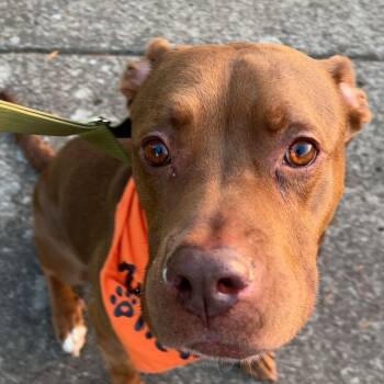 Rescue American Staffordshire Terrier and Chocolate Labrador Retriever Dogs for Adoption in Olympia, Washington - Buster Brown | PetCurious