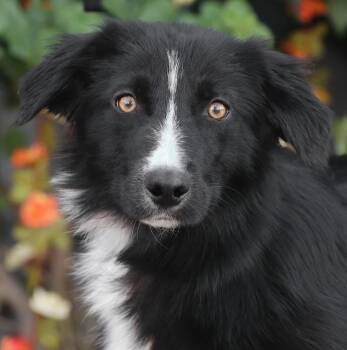 Madison von Mistelgau -  Border Collie Dog for Adoption in Los Angeles, California - Madison Von Mistelgau | PetCurious