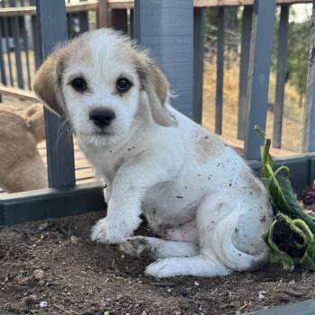 Mr. Nugget Patches -  Maltese Dog for Adoption in Ridgefield, Washington - Mr. Nugget Patches | PetCurious