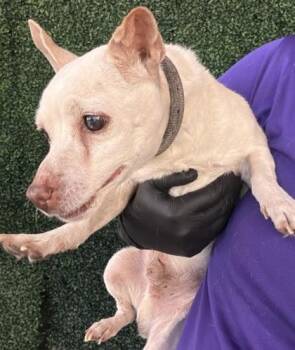 Chihuahua and Mixed Breed Dogs Available for Adoption - 60631495 | PetCurious