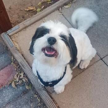 Shih Poo Dogs Available for Adoption in North Valley, New Mexico - Gracious Lil Mr Gizmo Tzu ~ Shihpoo | PetCurious