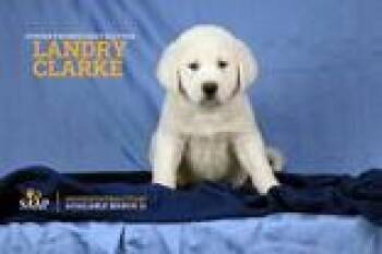 Great Pyrenees Dogs Available for Adoption - Landry Clarke | PetCurious