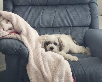 Ellie -  Shih Tzu Dog for Adoption in Thompson Falls, Montana - Ellie | PetCurious