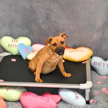 Mixed Breed Dogs Available for Adoption - Rita | PetCurious
