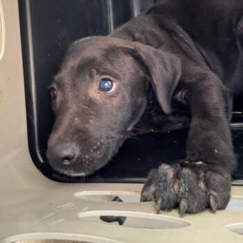 Jaxon -  Pit Bull Terrier Dog for Adoption in Birmingham, Alabama - Jaxon | PetCurious