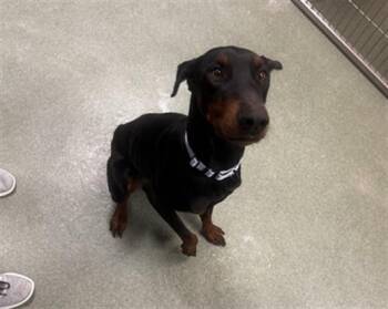 Mixed Breed Dogs Available for Adoption - A174316 | PetCurious