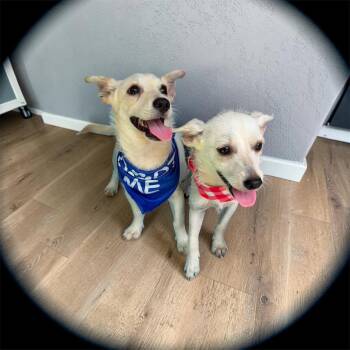 Cowgirl -  Chihuahua Dog for Adoption in New Baltimore, Michigan - Cowgirl | PetCurious