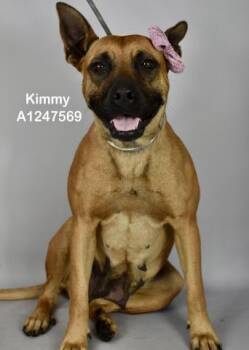Shepherd Dogs Available for Adoption in Thousand Oaks, California - Kimmy - URGENT AND AT RISK | PetCurious