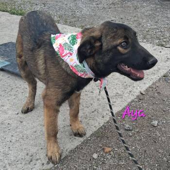 Belgian Shepherd Malinois and Mixed Breed Dogs Available for Adoption in Hackett, Arkansas - Aya | PetCurious
