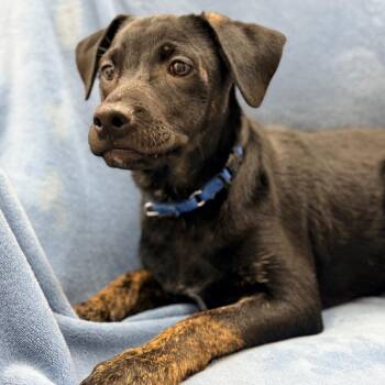 Cattle Dog Dogs Available for Adoption - Aquaman | PetCurious