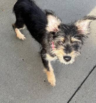 Terrier Dogs Available for Adoption in Plymouth, Michigan - Penny (PW 53) | PetCurious