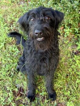 DUMPLING -  Labrador Retriever and Poodle Dog for Adoption in Fort Walton Beach, Florida - DUMPLING | PetCurious