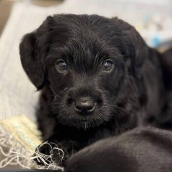 LeFou -  Spaniel and Labrador Retriever Dog for Adoption in Bardonia, New York - LeFou | PetCurious