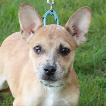 Zoe -  French Bulldog and Chihuahua Dog for Adoption in Eaton, Ohio - Zoe | PetCurious