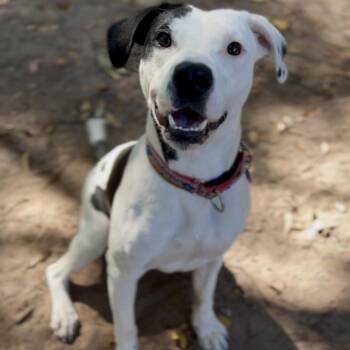 Rescue Mixed Breed Dogs for Adoption in Charleston, South Carolina - Katniss | PetCurious