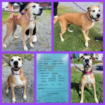 Mixed Breed Dogs Available for Adoption in Sevierville, Tennessee - Sunspot | PetCurious