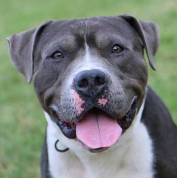 Prince (AO37865) -  Pit Bull Terrier Dog for Adoption in Kansas City, Kansas - Prince (AO37865) | PetCurious