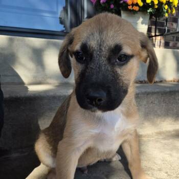 Ingrid -  Shepherd Dog for Adoption in Minneapolis, Minnesota - Ingrid | PetCurious