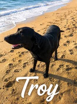 Troy -  Labrador Retriever Dog for Adoption in Zimmerman, Minnesota - Troy | PetCurious