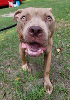 Rescue American Bulldog Dogs for Adoption in Troy, Alabama - Trista | PetCurious