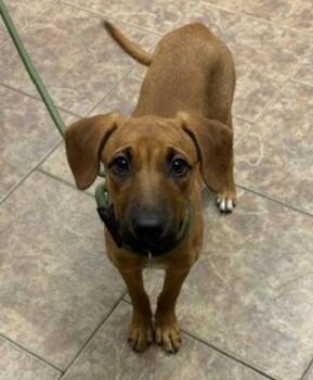 Karen -  Black Mouth Cur Dog for Adoption in Littleton, Colorado - Karen | PetCurious