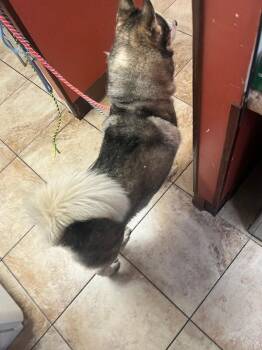 Kelsey Grammer -  Siberian Husky Dog for Adoption in Cincinnati, Ohio - Kelsey Grammer | PetCurious
