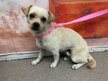 Chihuahua Dogs Available for Adoption in San Bernardino, California - WOODY | PetCurious