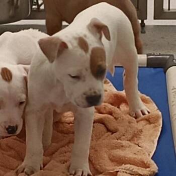 Terrier Dogs Available for Adoption - Anya | PetCurious