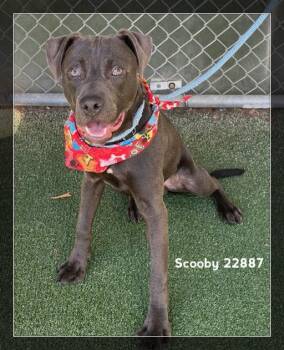 SCOOBY -  Pit Bull Terrier Dog for Adoption in Marietta, Georgia - SCOOBY | PetCurious