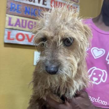Ivy - Local Sept 11-13 -  Rat Terrier Dog for Adoption in Brookshire, Texas - Ivy - Local Sept 11-13 | PetCurious