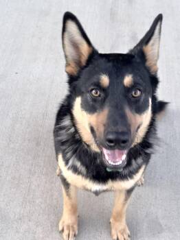 Mixed Breed Dogs Available for Adoption in Sioux Falls, South Dakota - Takoda | PetCurious