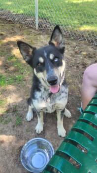 Australian Cattle Dog Blue Heeler and German Shepherd Dog Dogs Available for Adoption in Waynesboro, Tennessee - Astrid | PetCurious