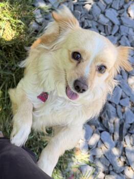 Sadie -  Dachshund Dog Available for Adoption in Pleasure Rdge, Kentucky - Sadie | PetCurious