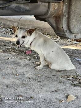 Rescue Chihuahua Dogs for Adoption in San Antonio, Texas - KHLOE | PetCurious