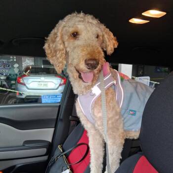 Rescue Standard Poodle and Golden Retriever Dogs for Adoption in New Orleans, Louisiana - Blossom (Benefactor Dog) | PetCurious