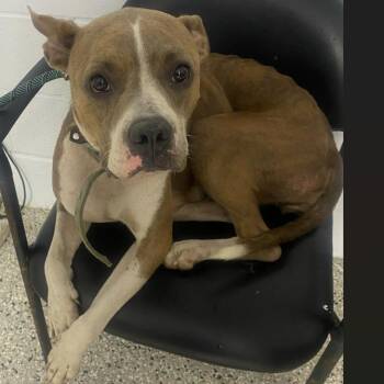Merlot -  Boxer and Mixed Breed Dog for Adoption in Hattiesburg, Mississippi - Merlot | PetCurious
