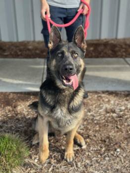 German Shepherd Dog Dogs Available for Adoption in Benton Harbor, Michigan - Chief | PetCurious