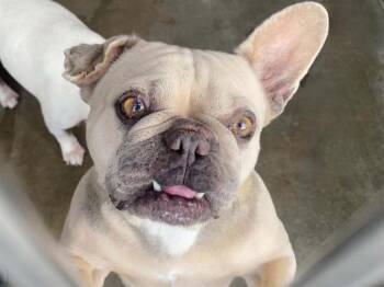 KARA -  French Bulldog Dog for Adoption in Tustin, California - KARA | PetCurious