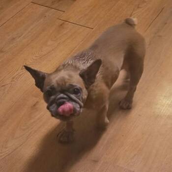 Lele -  French Bulldog Dog for Adoption in Gulfport, Mississippi - Lele | PetCurious