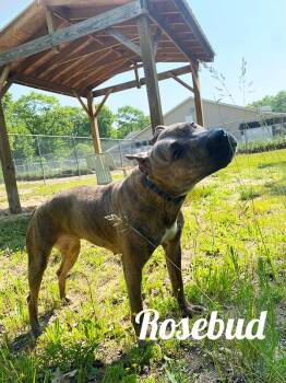 Rescue Pit Bull Terrier Dogs for Adoption in Manistee, Michigan - Rosebud | PetCurious