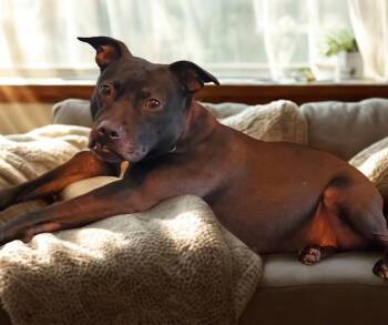 Pit Bull Terrier Dogs Available for Adoption - Bella  | PetCurious