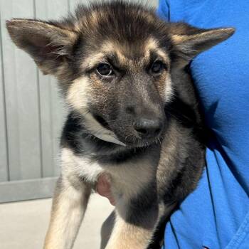 Mixed Breed Dogs Available for Adoption - Chelsea | PetCurious