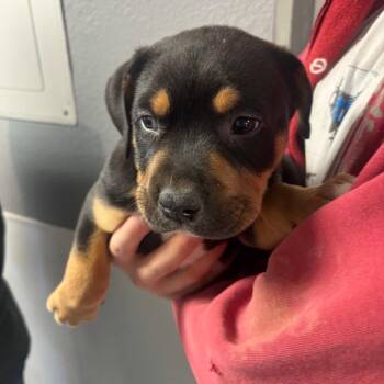Rottweiler and Mixed Breed Dogs Available for Adoption in Casa Grande, Arizona - Jay | PetCurious