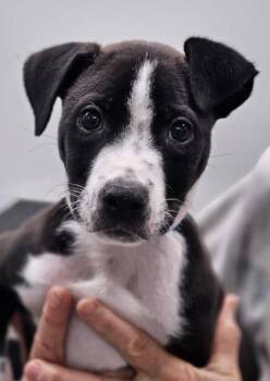 Mixed Breed Dogs Available for Adoption in West Chester, Pennsylvania - Harley | PetCurious
